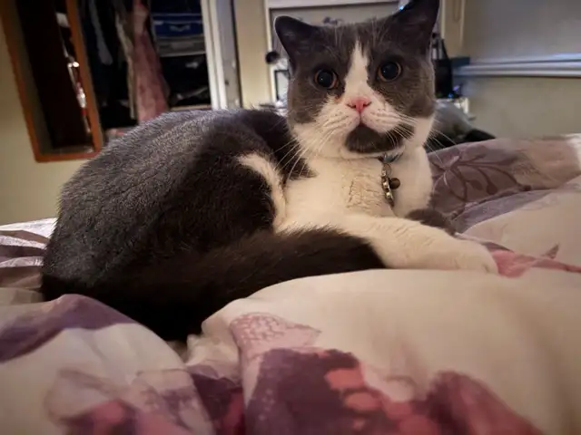 Looking for at least one year old female British shorthair - Photo 2