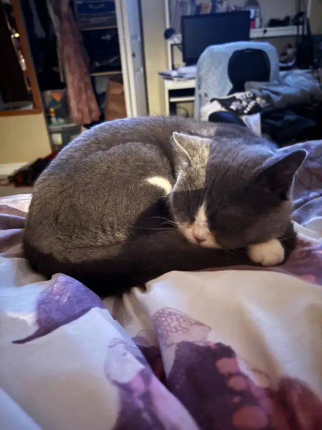 Looking for at least one year old female British shorthair - Photo 3