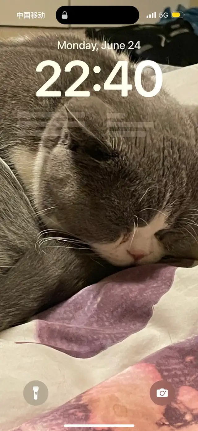 Looking for at least one year old female British shorthair - Photo 4