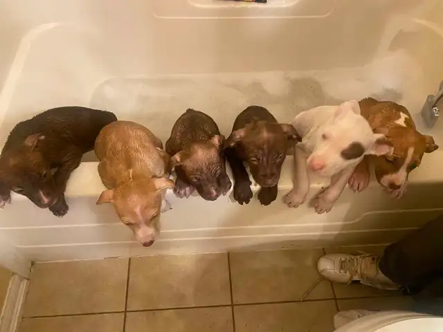 American Stafford Terrior/Mastiff Puppies