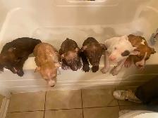 American Stafford Terrior/Mastiff Puppies