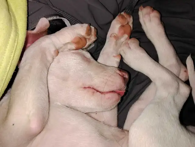 American Stafford Terrior/Mastiff Puppies - Photo 2