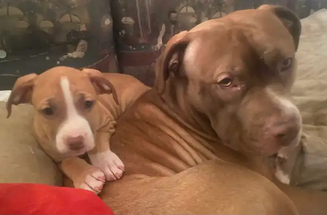 American Stafford Terrior/Mastiff Puppies - Photo 3