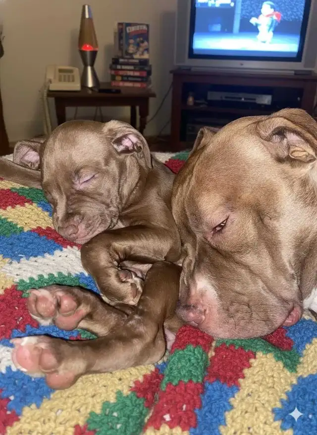 American Stafford Terrior/Mastiff Puppies - Photo 4