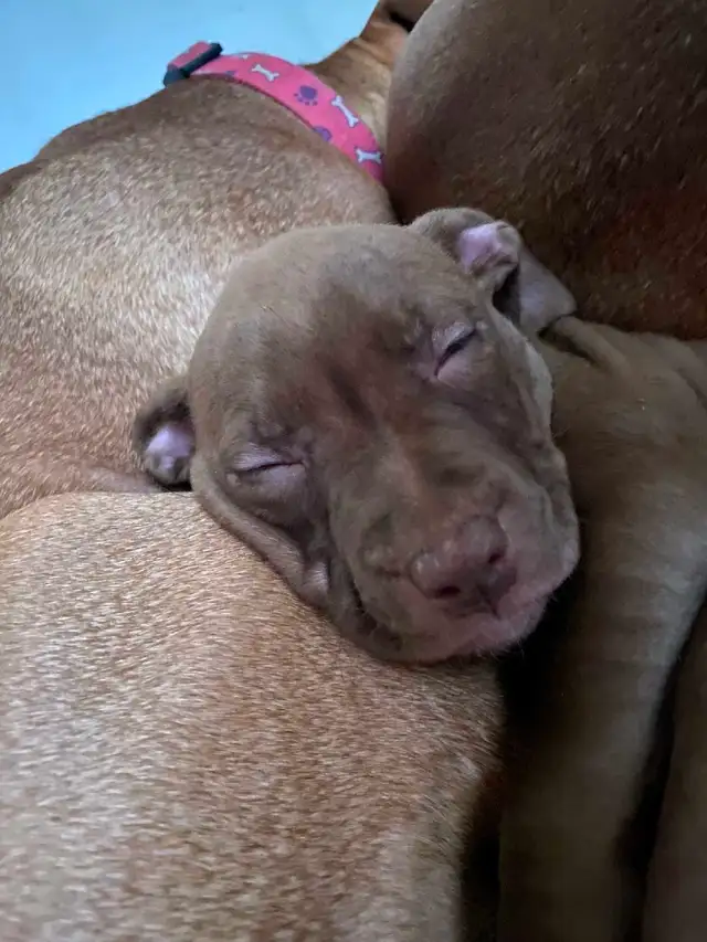 American Stafford Terrior/Mastiff Puppies - Photo 6