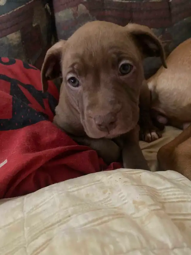 American Stafford Terrior/Mastiff Puppies - Photo 7