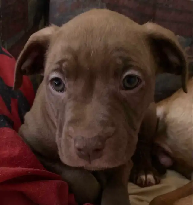 American Stafford Terrior/Mastiff Puppies - Photo 8