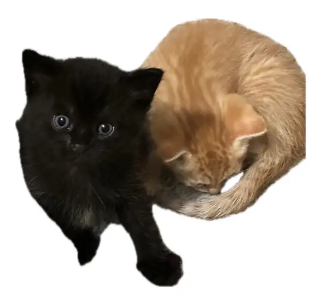 3 kittens for sale - Photo 2