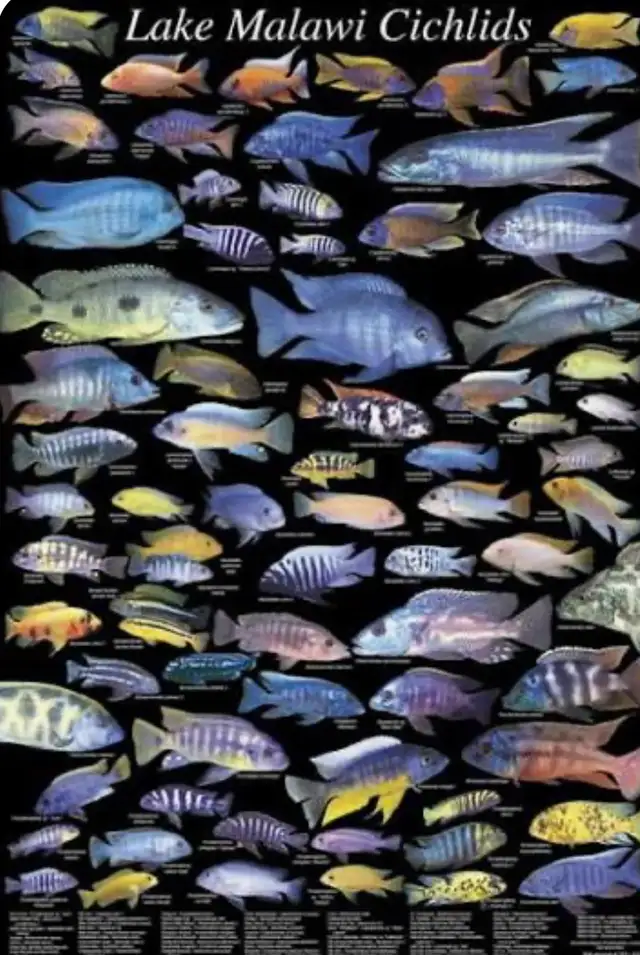 April 9, 2026 - Source Aquatics- Huge African Cichlid Shipment