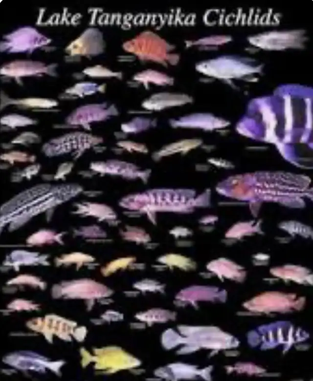 April 9, 2026 - Source Aquatics- Huge African Cichlid Shipment - Photo 2