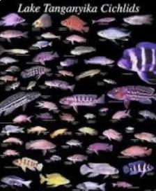 April 9, 2026 - Source Aquatics- Huge African Cichlid Shipment - Photo 2
