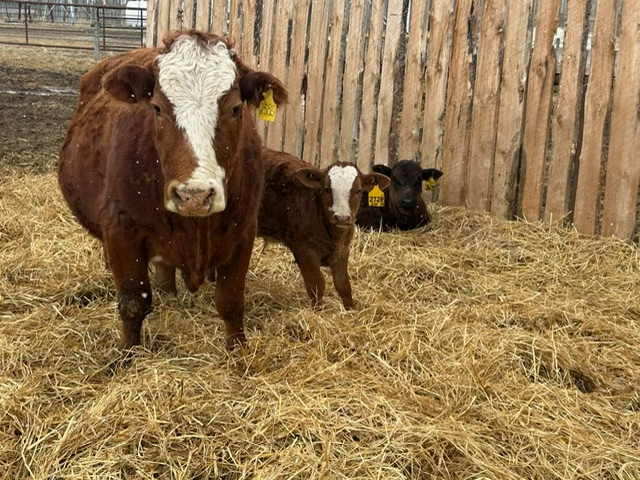 Registered Simmental Cow/Calf pairs for sale