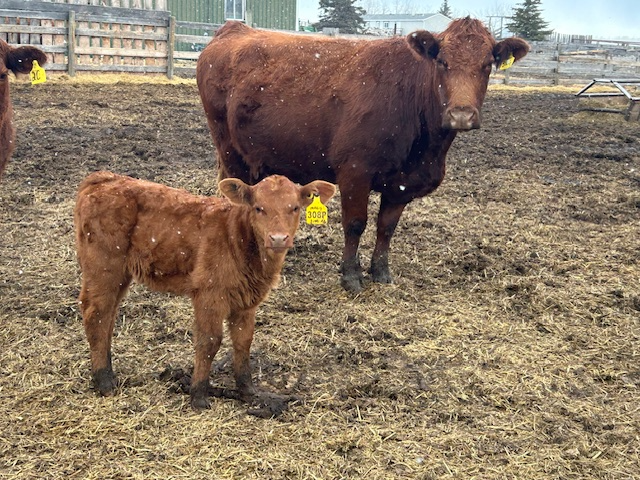 Registered Simmental Cow/Calf pairs for sale - Photo 2