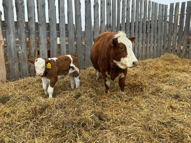 Registered Simmental Cow/Calf pairs for sale - Photo 3