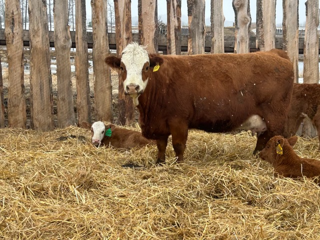 Registered Simmental Cow/Calf pairs for sale - Photo 4