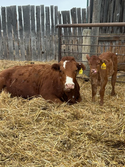 Registered Simmental Cow/Calf pairs for sale - Photo 5
