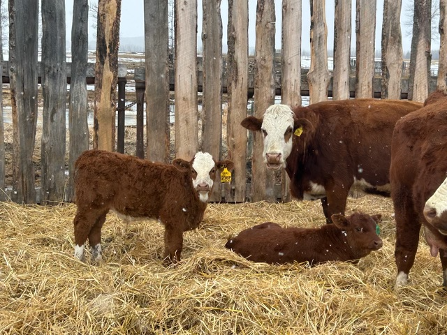 Registered Simmental Cow/Calf pairs for sale - Photo 6