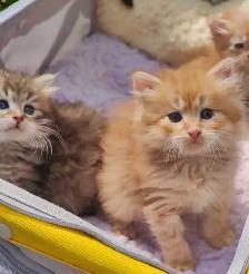 Gorgeous Siberian kittens