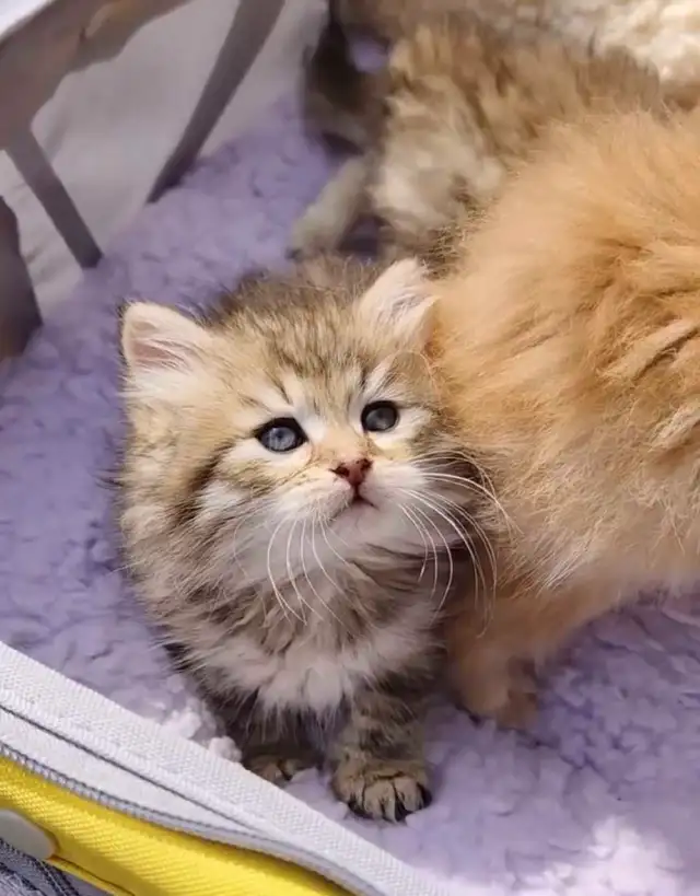 Gorgeous Siberian kittens - Photo 2