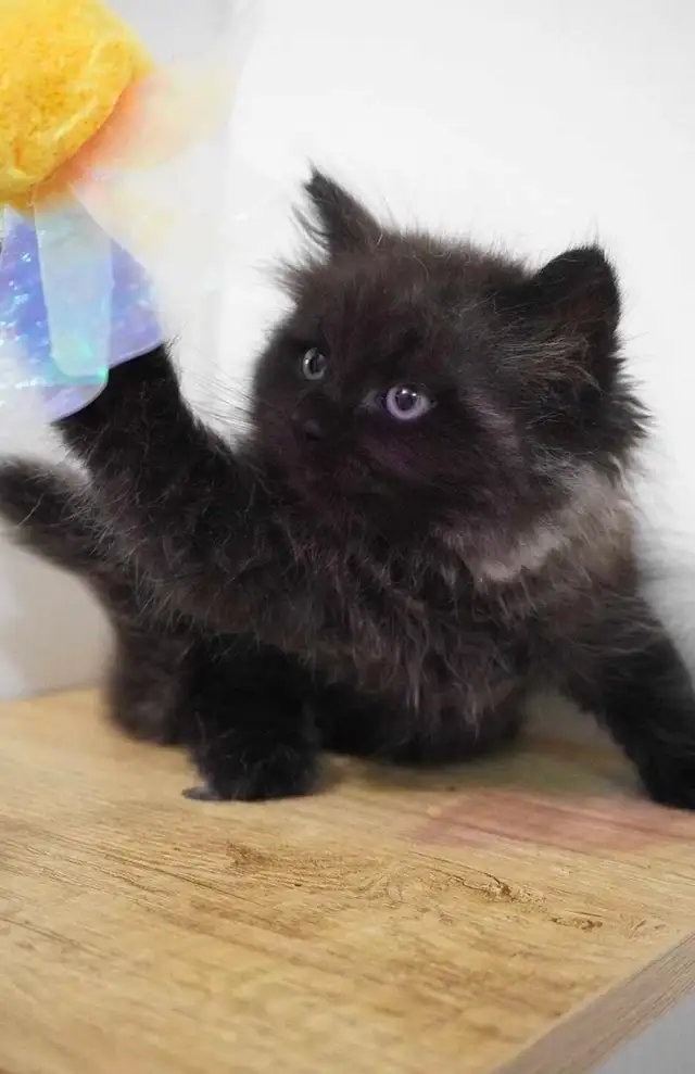 Gorgeous Siberian kittens - Photo 3