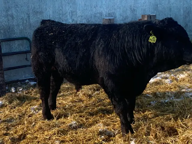 Simmental bulls