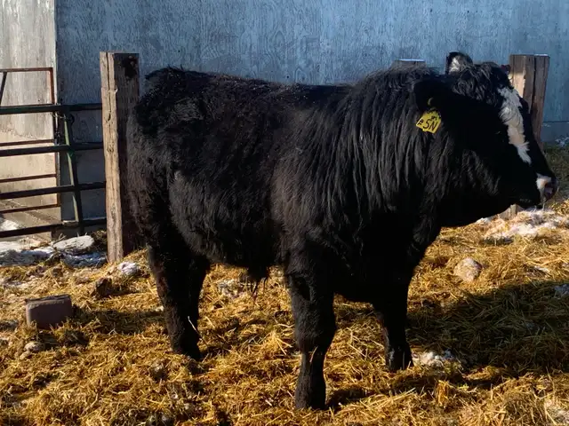 Simmental bulls - Photo 2