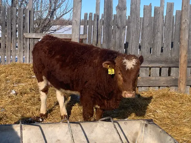 Simmental bulls - Photo 4