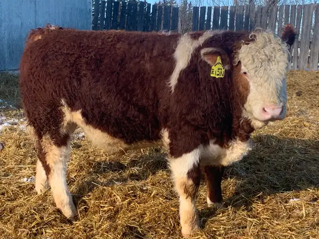 Simmental bulls - Photo 5