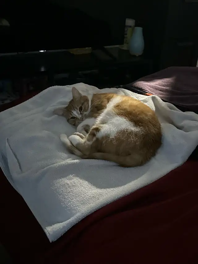 Chatte 3 ans - Photo 2