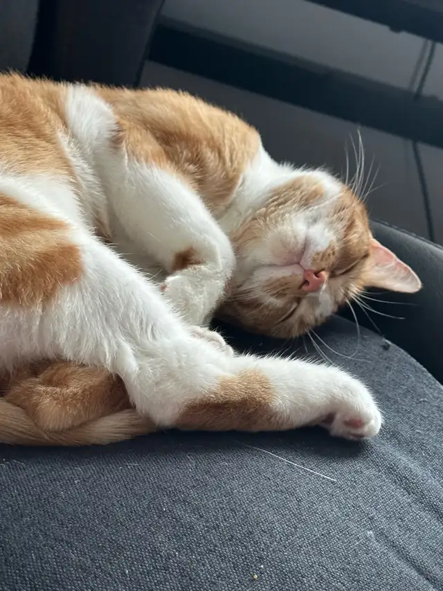 Chatte 3 ans - Photo 3