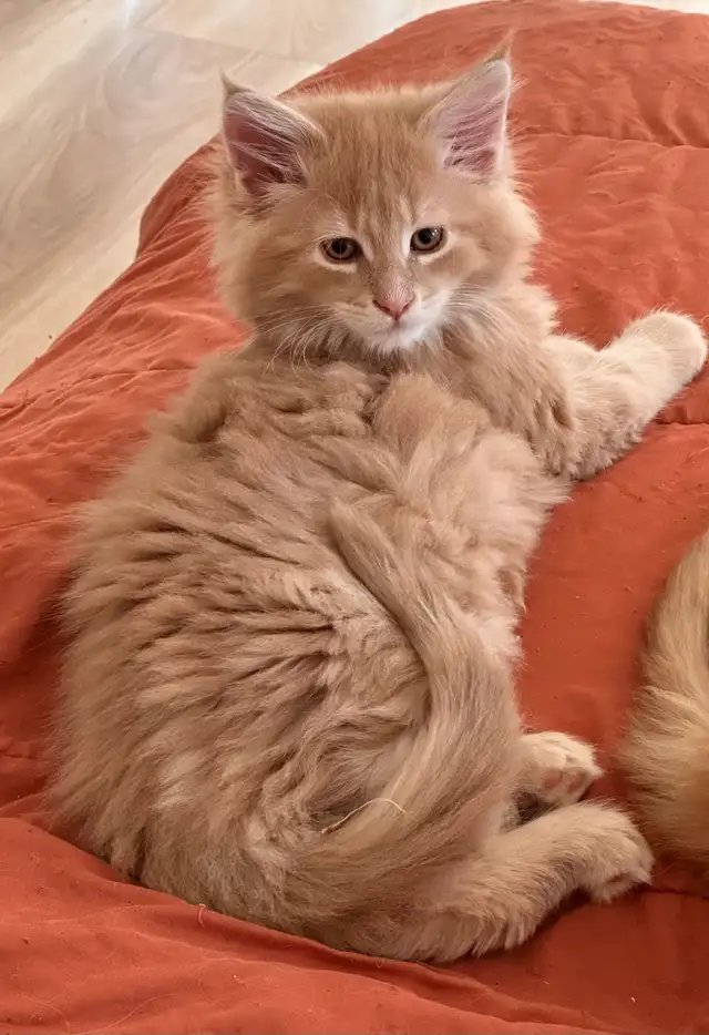 Maine coon