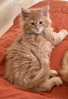 Maine coon