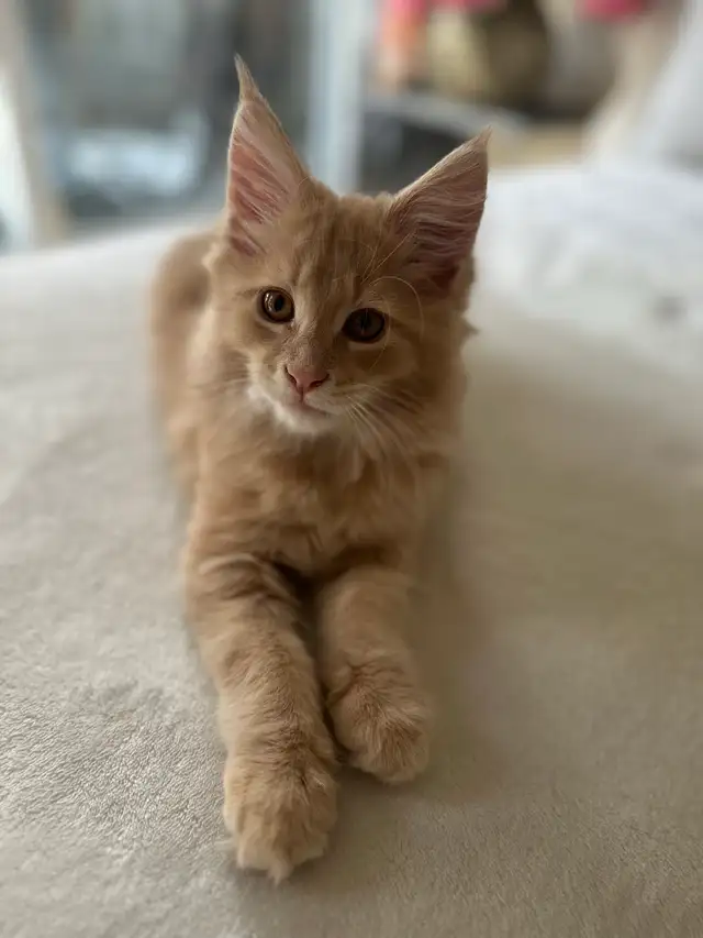 Maine coon - Photo 2