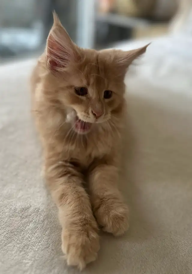 Maine coon - Photo 3