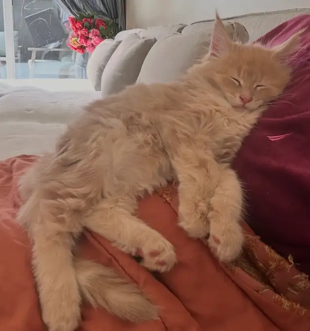 Maine coon - Photo 4