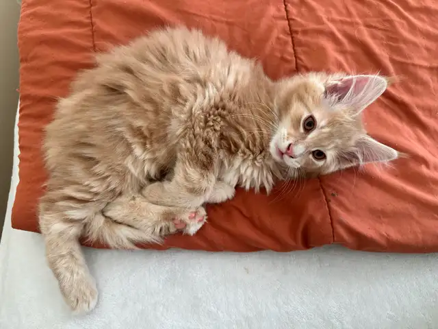 Maine coon - Photo 5