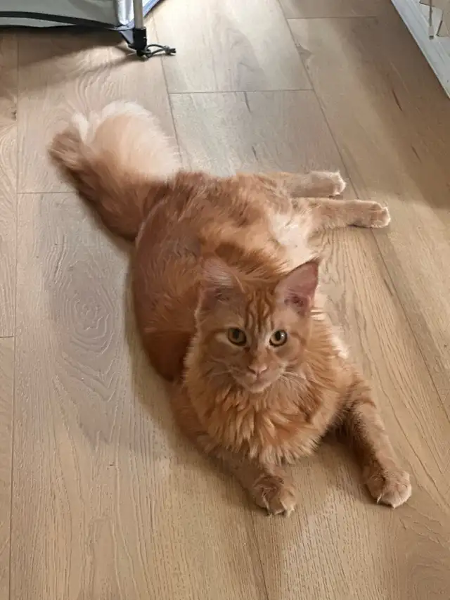 Maine coon - Photo 6