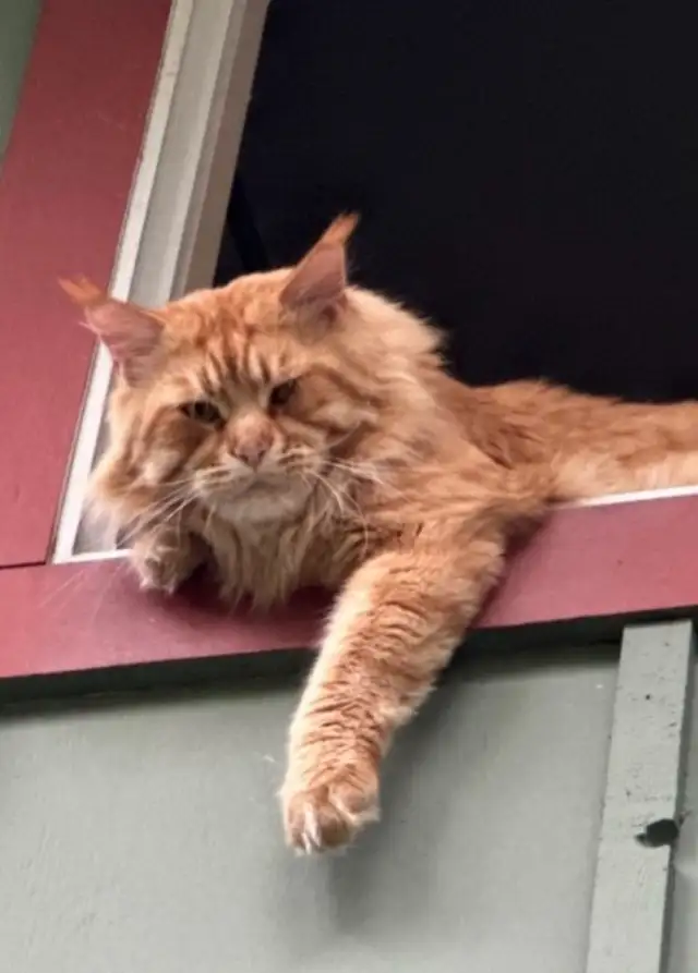 Maine coon - Photo 7