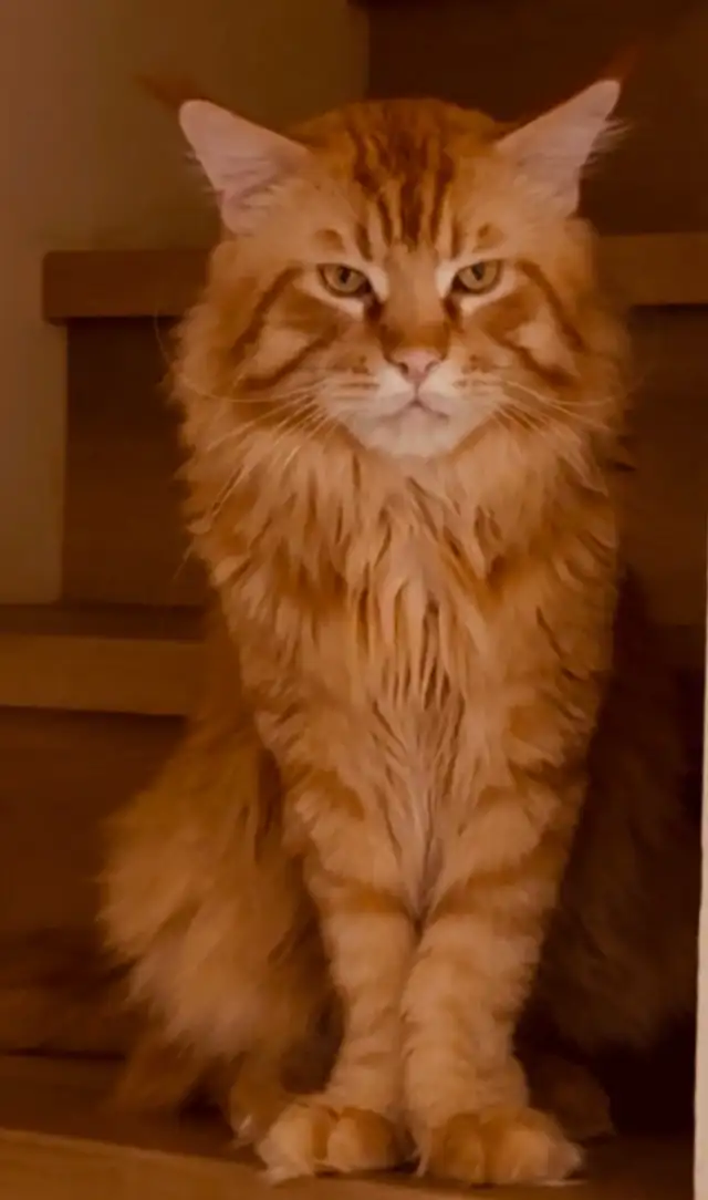 Maine coon - Photo 8