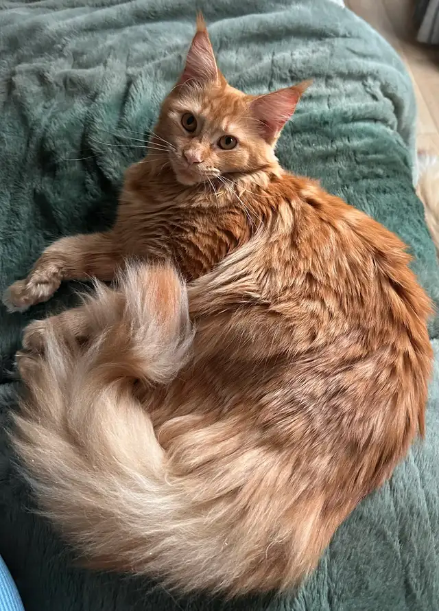 Maine coon - Photo 9