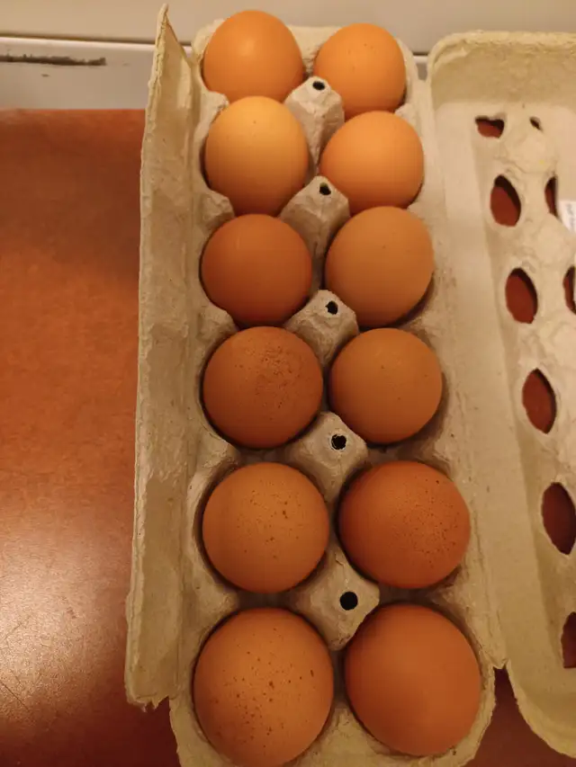 oeufs frais à vendre  $6 la douzaine