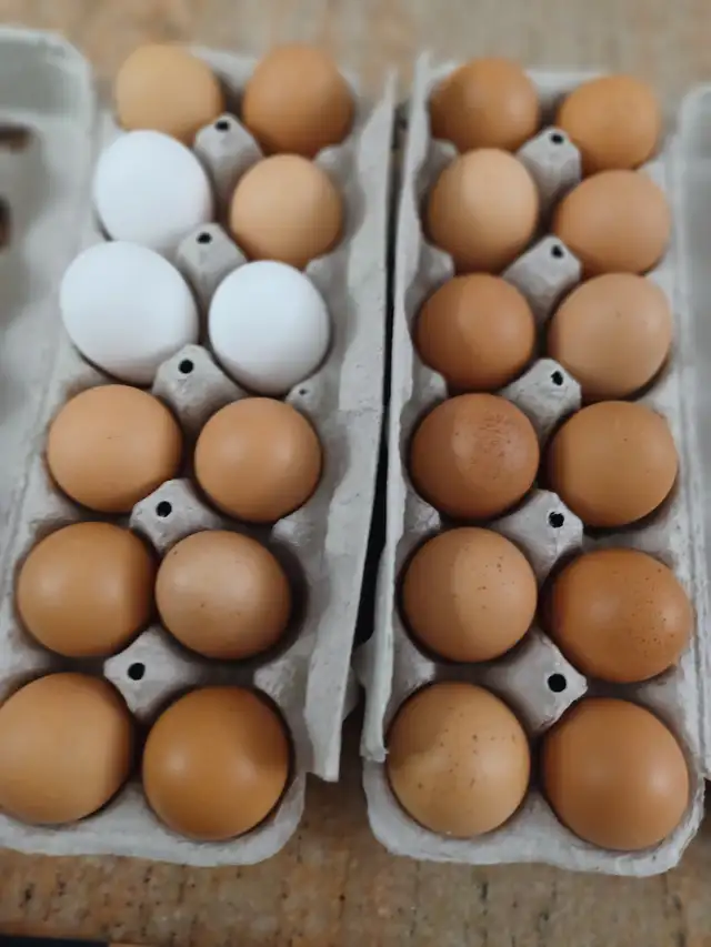 oeufs frais à vendre  $6 la douzaine - Photo 2