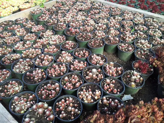 Succulents $3.50 - Photo 2