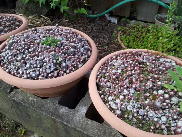 Succulents $3.50 - Photo 3