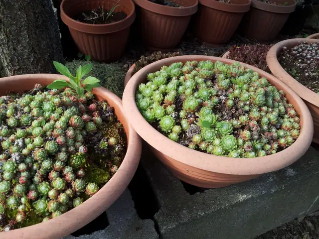 Succulents $3.50 - Photo 4