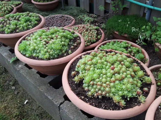 Succulents $3.50 - Photo 5