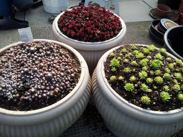 Succulents $3.50 - Photo 6