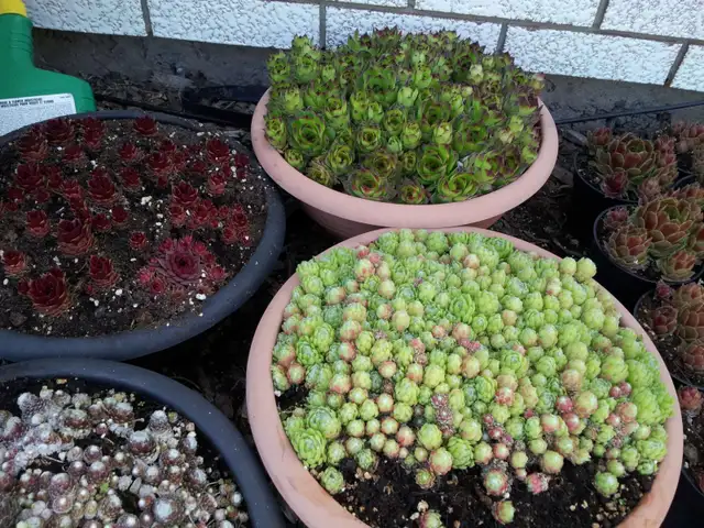 Succulents $3.50 - Photo 7