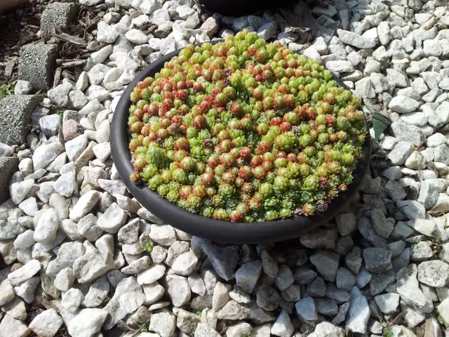 Succulents $3.50 - Photo 8