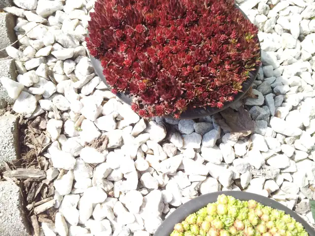 Succulents $3.50 - Photo 9